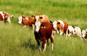 COVID-19 Les entreprises de sélection génétique et de reproduction animales assurent la continuité des activités essentielles à la production agricole