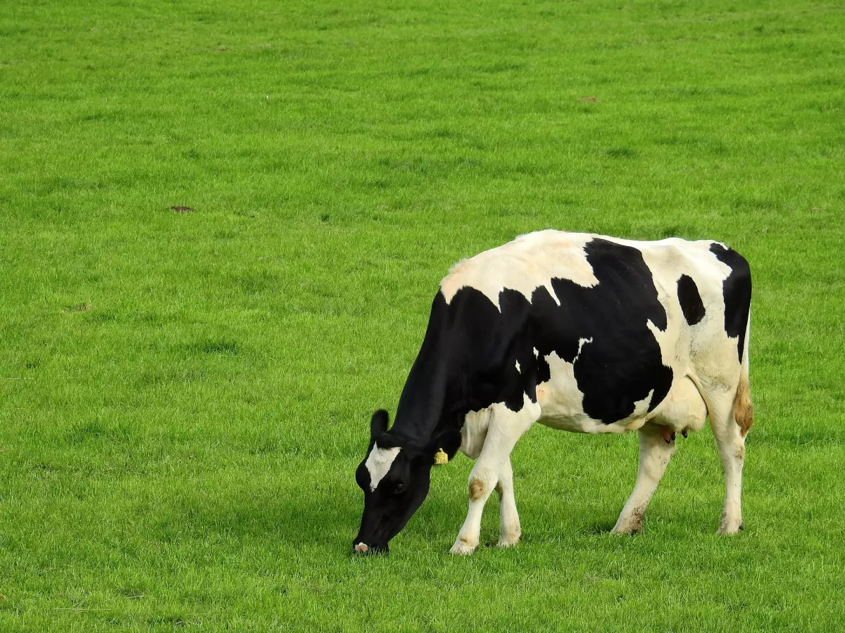 Découvrez le projet HappyMoo !